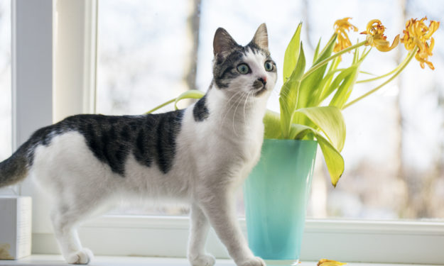 Cat on windowsill with plant